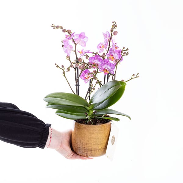Honeybee Patina — görsel 4